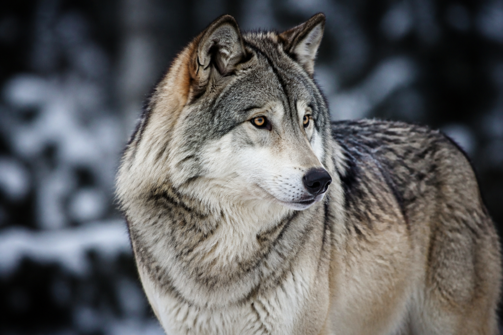 wolf image